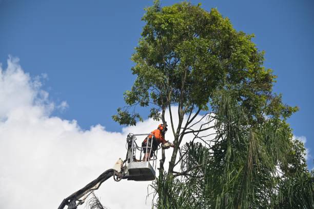 Best Seasonal Cleanup  in USA